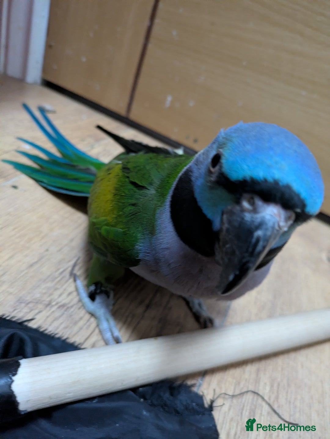 Parakeets birds for sale: Chinese Parakeet Derbyan Parakeet friendly - Advert 5