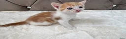 Mixed Breed cats for sale: Gorgeous ginger kittens  - Advert 14