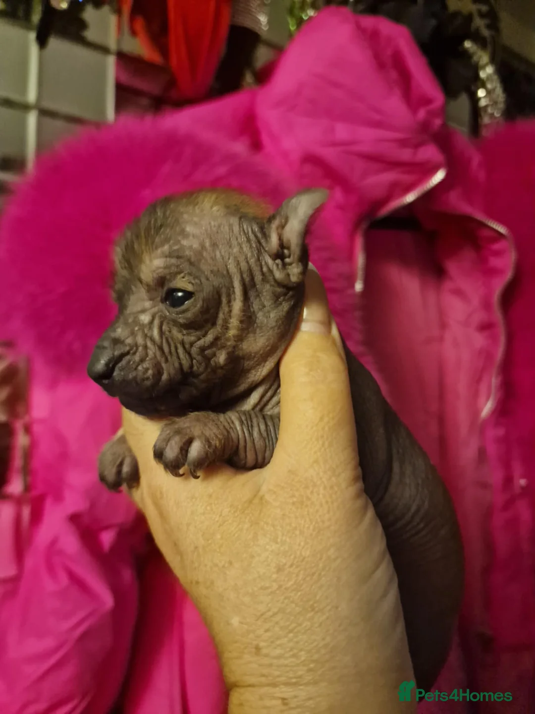 Mexican Hairless dogs for sale: 1 mini girl naked 1400 - Advert 18