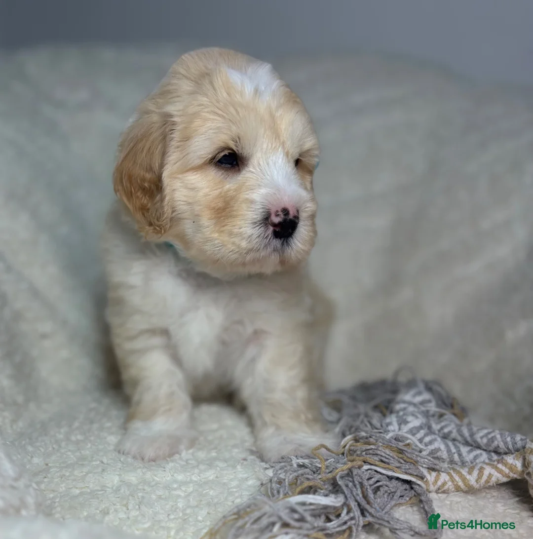 Australian Labradoodle dogs for sale: Multigen Australian Labradoodle x Goldendoodle - Advert 2