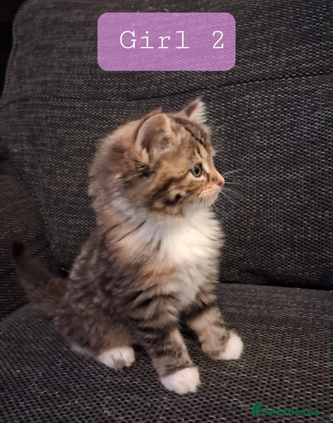 Norwegian Forest Cat cats for sale: Norwegian forest cross kittens - Image 2