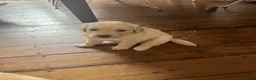 Golden Retriever dogs for sale: Golden Retrievers pure breed puppies - Advert 7