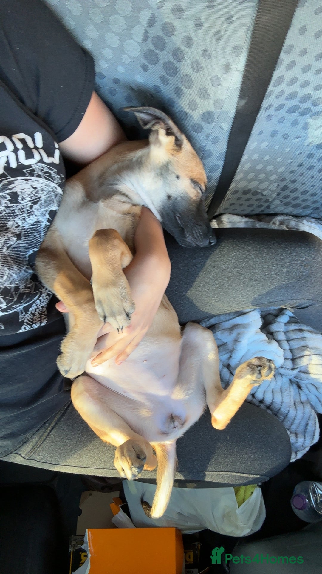 Mixed Breed dogs for sale: Belgian malinois x saluki female  - Image 1