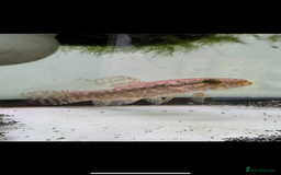 Other/Mixed Breed fish for sale: Mala wolffish  - Image 2