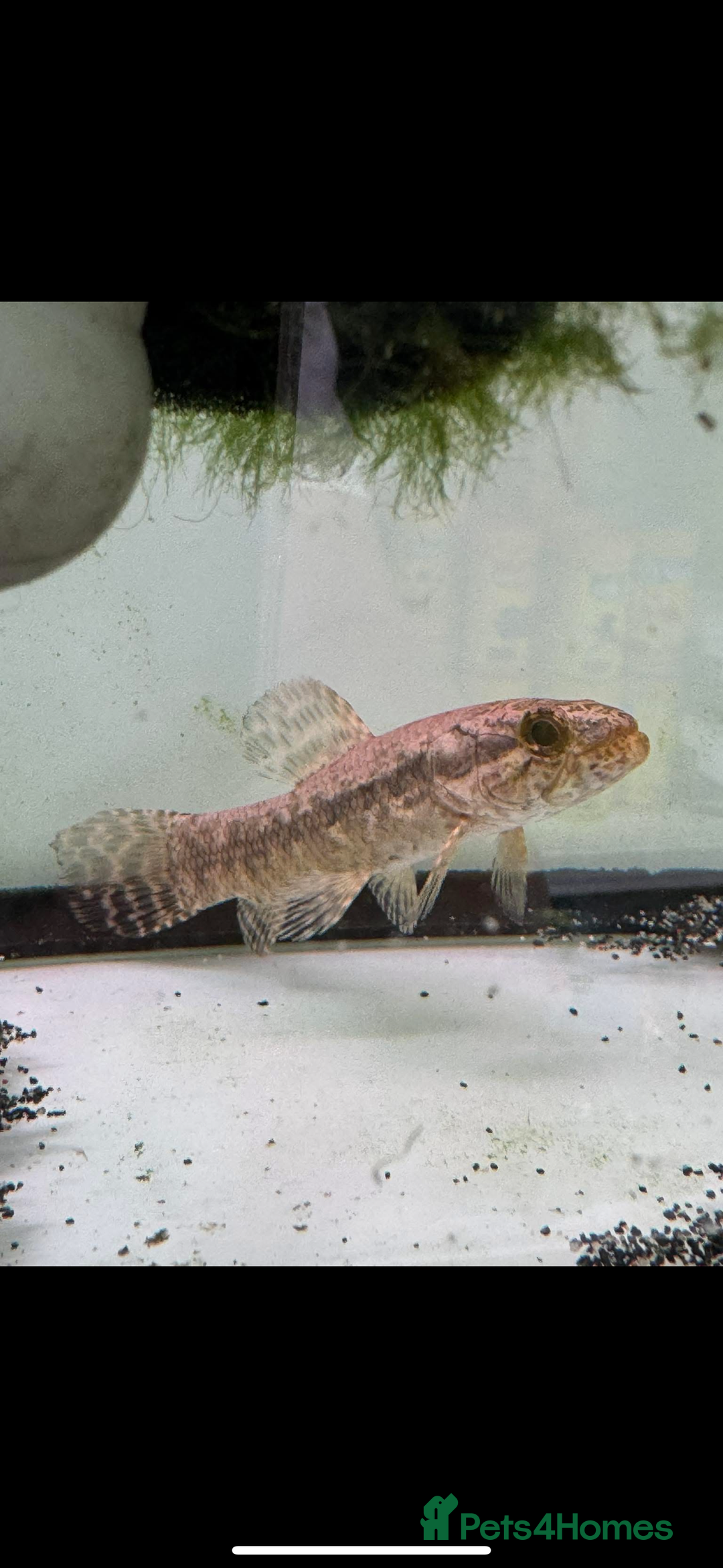 Other/Mixed Breed fish for sale: Mala wolffish  - Image 2