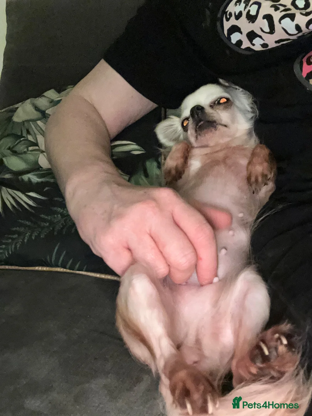 Chihuahua dogs for sale: 5 yr old female chihuahua  - Advert 4