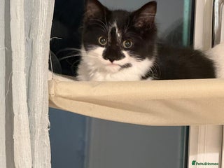 Mixed Breed cats Fabulous kittens 4months old x2 - Advert 1