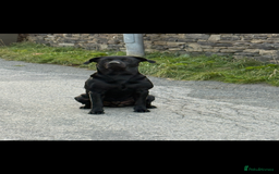 Labrador Retriever dogs for sale: Beautiful chunky litter of black pups  - Advert 3