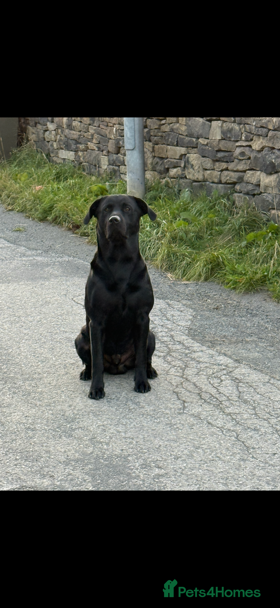 Labrador Retriever dogs for sale: Beautiful chunky litter of black pups  - Advert 3