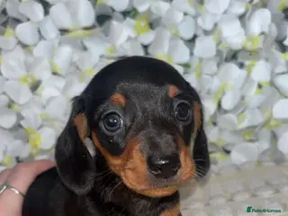 Miniature Dachshund dogs Miniature Dachshund Puppies 🐶 - Advert 6