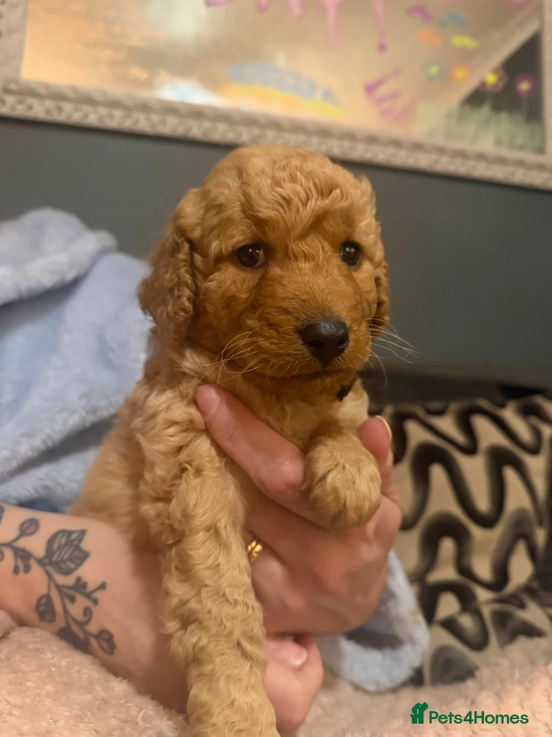 Labradoodle dogs for sale: Adorable miniature multigenerational Labradoodle  in Dereham - Advert 17