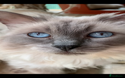 Ragdoll cats for sale: Stunning Ragdoll kittens super affectionate  - Image 29