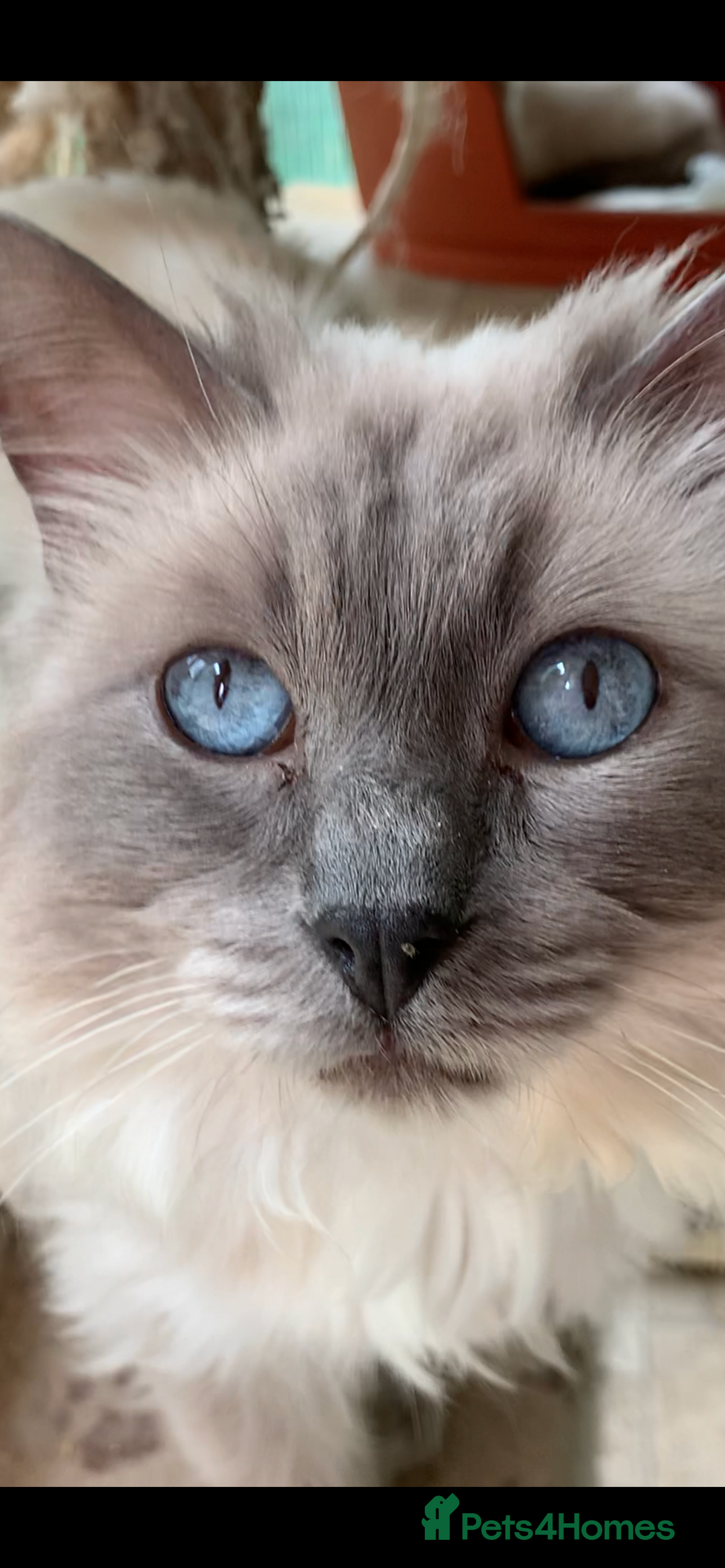 Ragdoll cats for sale: Stunning Ragdoll kittens super affectionate  - Image 29