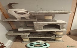 British Shorthair cats for sale: White,grey blue eyed british shorthair frmale  - Advert 2