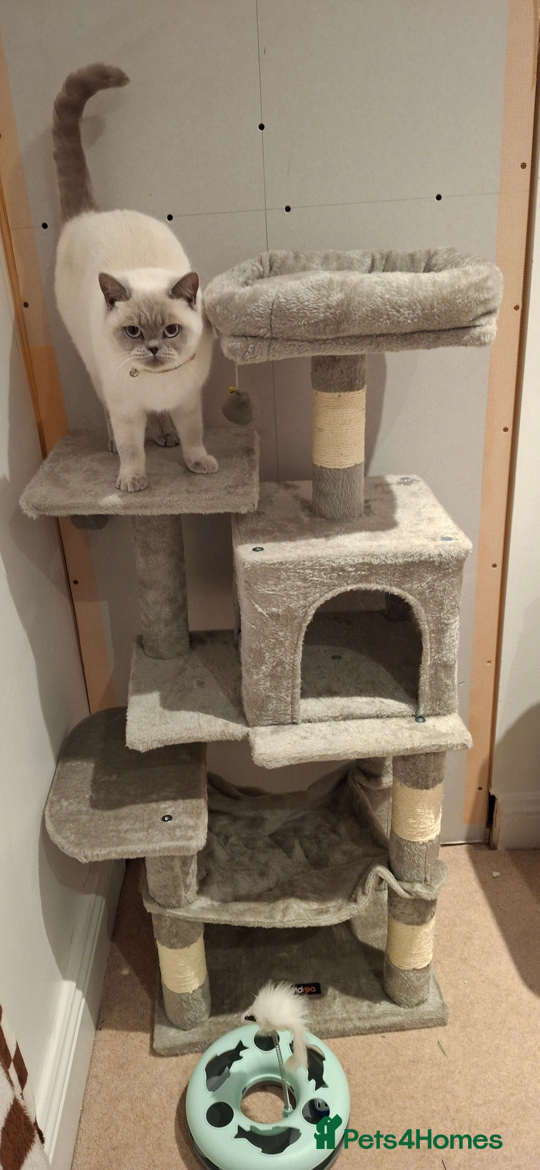 British Shorthair cats for sale: White,grey blue eyed british shorthair frmale  - Advert 2