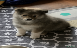 Shetland Sheepdog dogs for sale: Shetland sheepdog Shaded sable & white males - Image 7