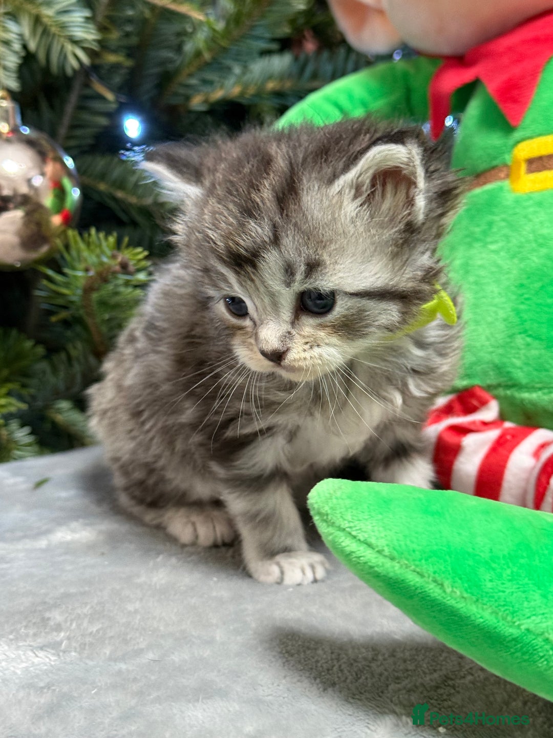 Maine Coon cats for sale: 5 adorable maine coon kittens - Advert 17