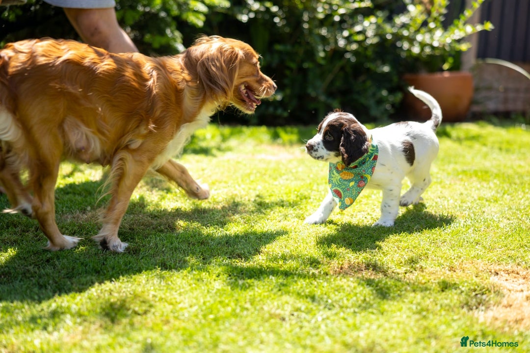 Cocker Spaniel dogs for sale: Beautiful pedigree working cocker spaniel puppy  - Image 9