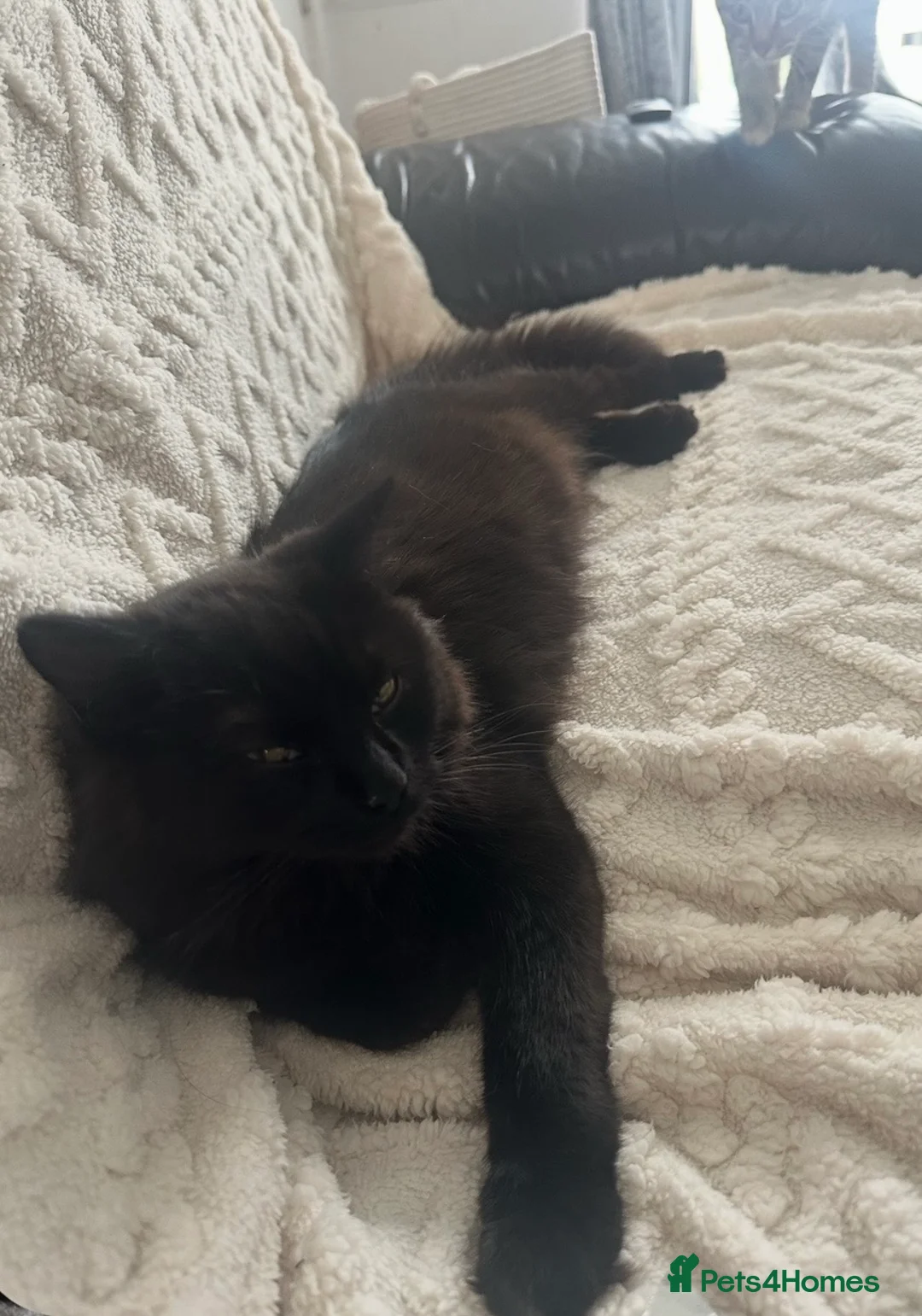 Ragdoll cats for sale: Ragdoll cross sisters  - Advert 2