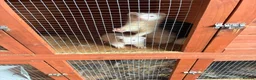Mixed Breed livestock for sale: Ferrets ready to go now - Advert 10