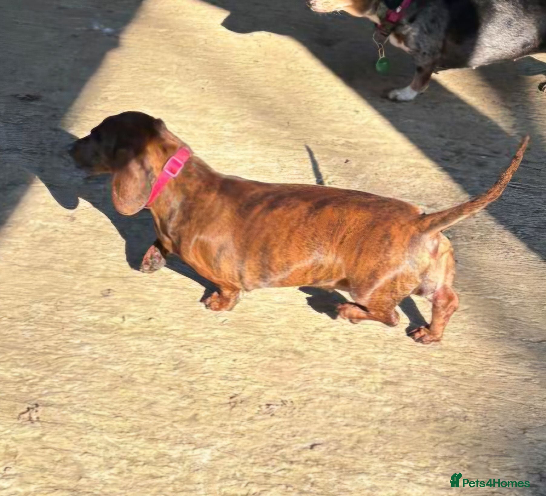 Miniature Dachshund dogs Red brindle miniature dachshund rare  - Advert 3