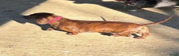 Miniature Dachshund dogs for sale: Red brindle miniature dachshund rare  - Advert 1