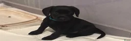 Cockerdor dogs for sale: Female Cockerdor puppies    - Advert 3
