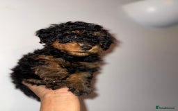 Cavapoo dogs for sale: Miniature cavapoos  - Image 25