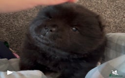 Chow Chow dogs for sale: One boy chow chow puppy  - Image 2
