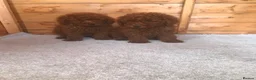 Miniature Poodle dogs for sale: Stunning miniature poodle puppies for sale  in Sidcup - Advert 2