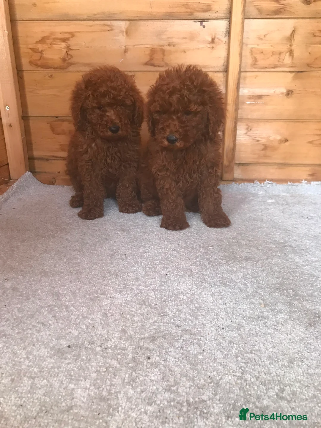 Miniature Poodle dogs for sale: Stunning miniature poodle puppies for sale  in Sidcup - Advert 2
