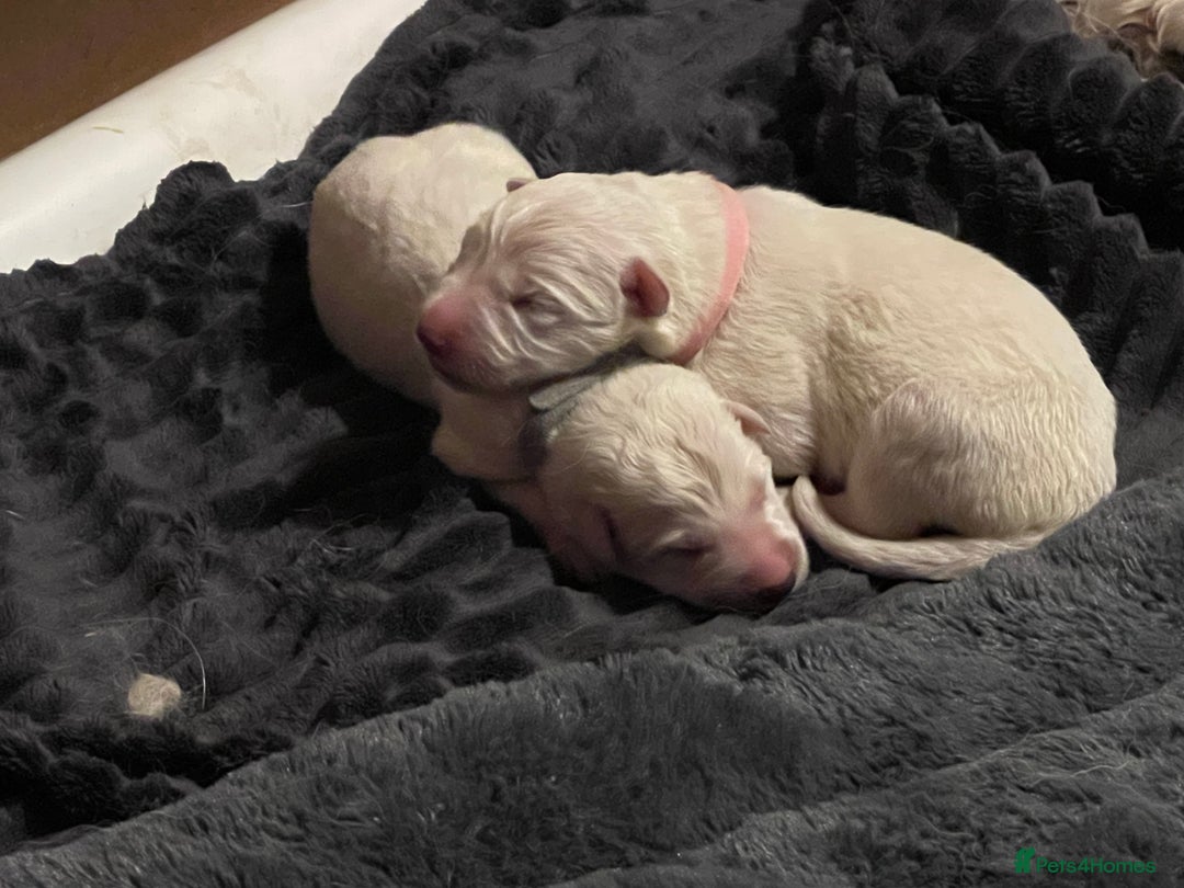 White Swiss Shepherd dogs for sale: White Swiss Shepherd Puppies 🐾🍼KC Registered - Image 22