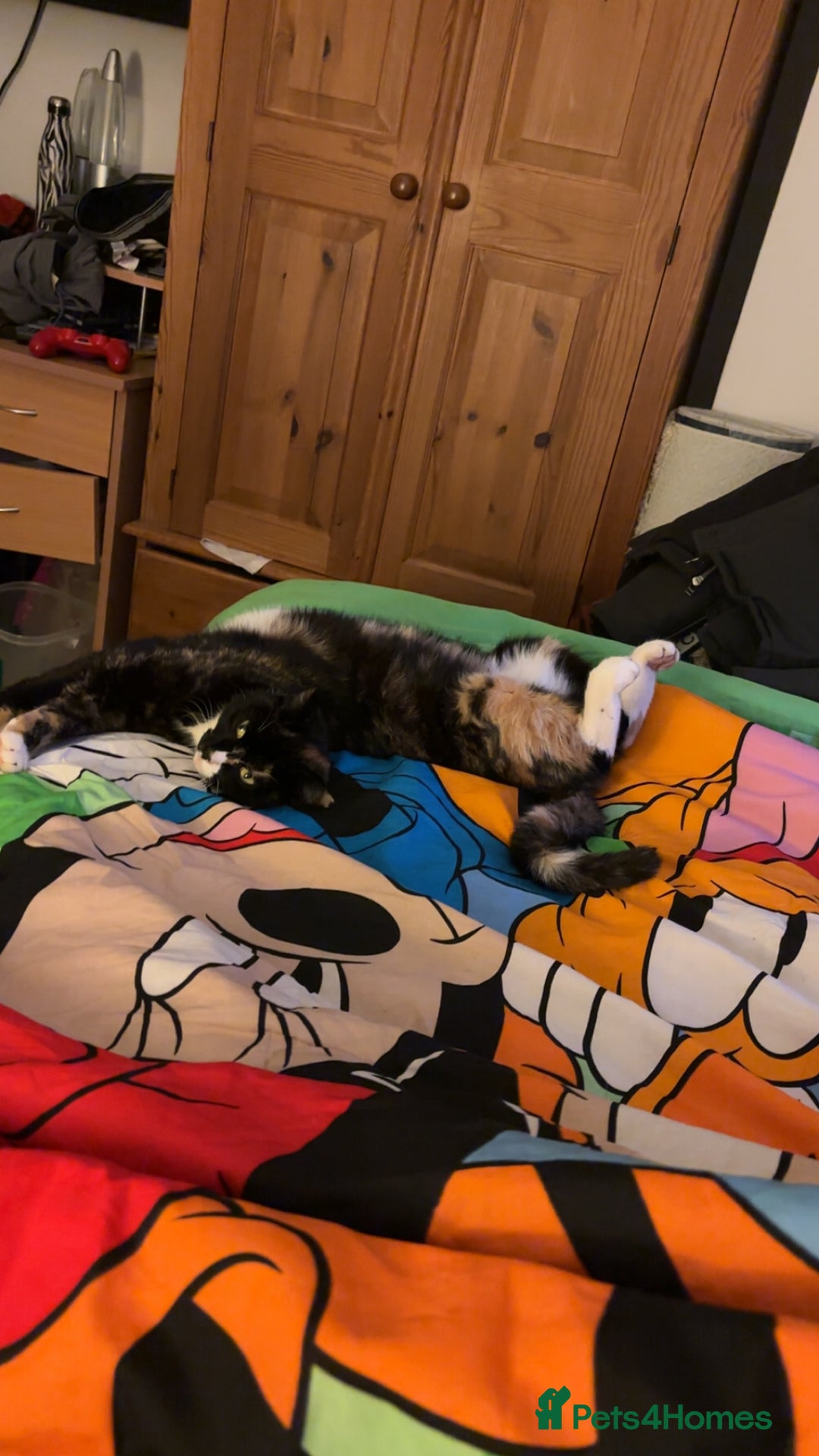 Mixed Breed cats for sale: Adorable kittens looking for their forever home  - Image 15