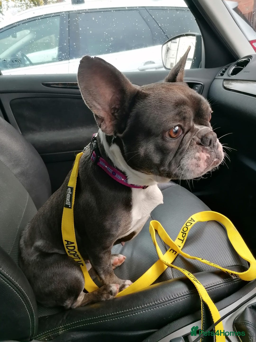 Mixed Breed dogs for adoption: ❤️Binx - 3 yo Frenchie x Boston terrier girl ❤️ - Image 16