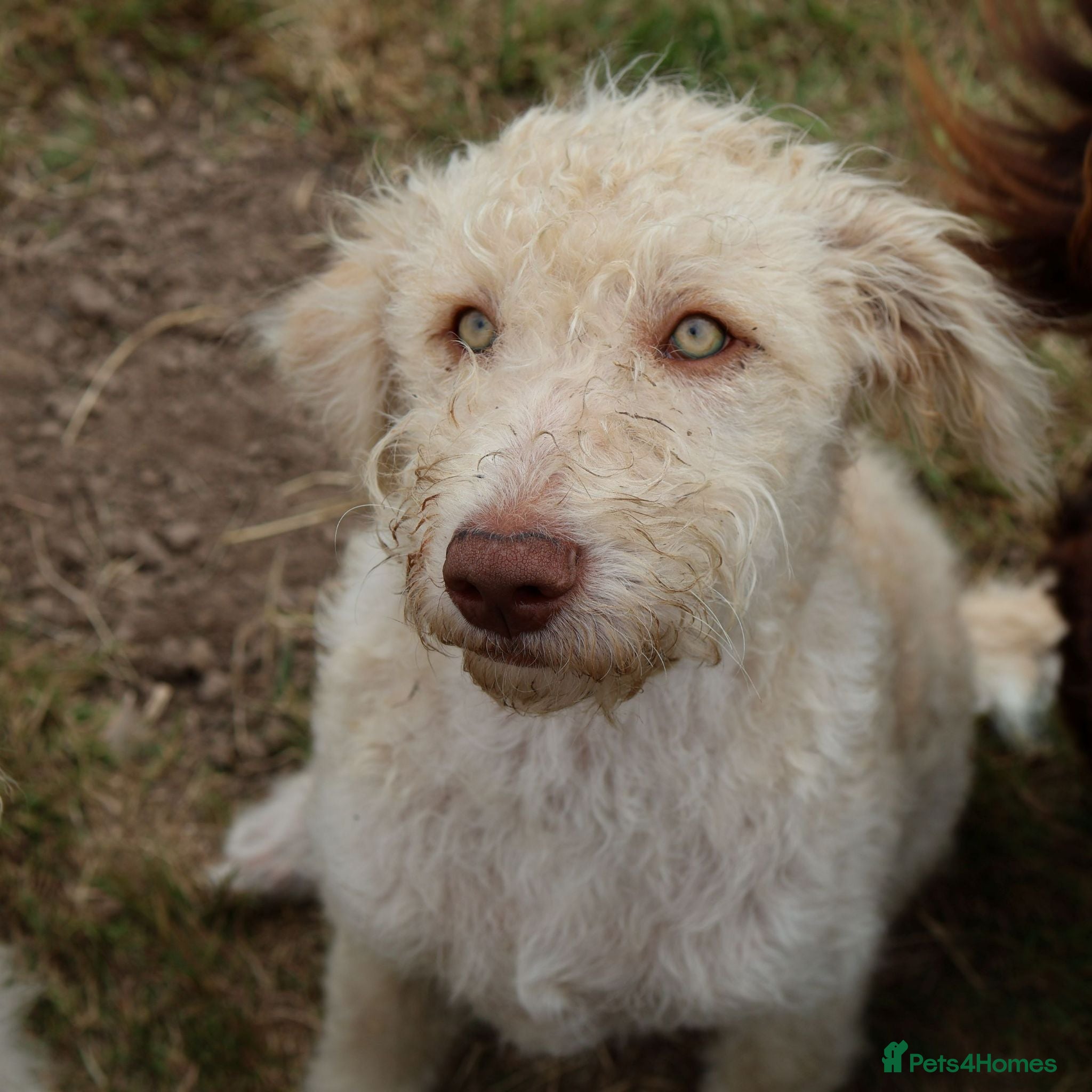 Labradoodle dogs 🌈Rare, truly unique, parti F1b Labradoodles, 🌈  - Advert 3