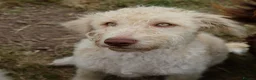 Labradoodle dogs for sale: 🌈 Stunning Standard, parti F1b Labradoodles, 🌈  - Advert 1