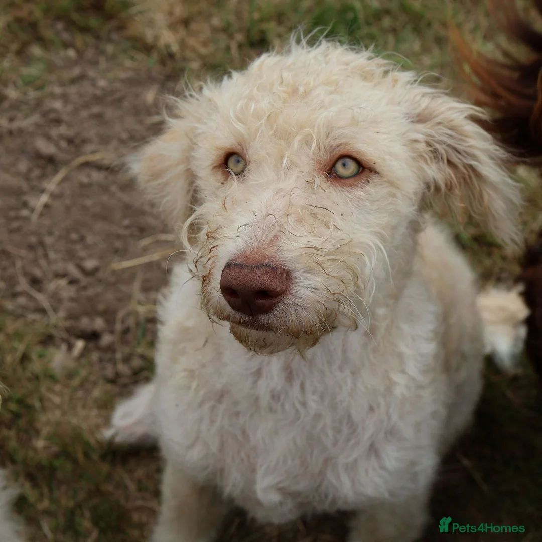 Labradoodle dogs for sale: 🌈 Stunning Standard, parti F1b Labradoodles, 🌈  - Advert 1