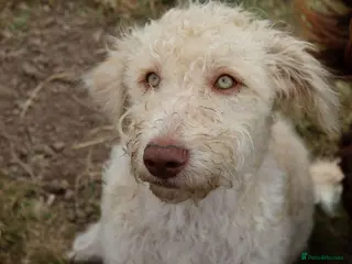 Labradoodle dogs 🌈Rare, truly unique, parti F1b Labradoodles, 🌈 - Advert 6