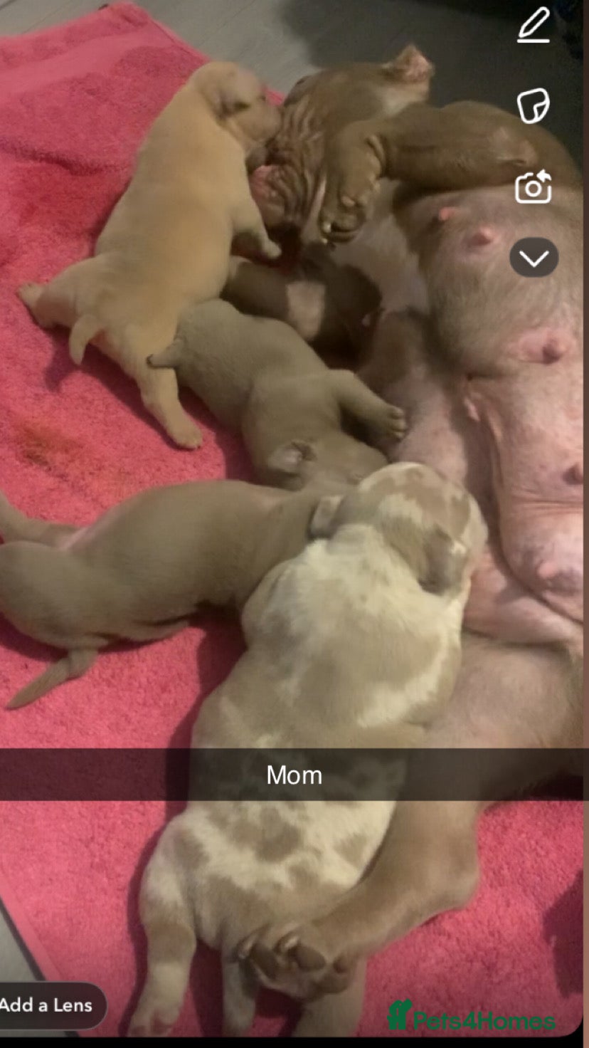American Bully dogs Beautiful Pocket bully puppies for sale!!! - Advert 4