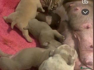 American Bully dogs - Advert 4