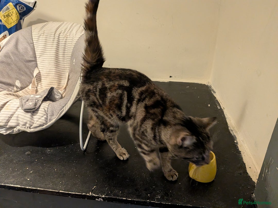 Mixed Breed cats for sale: 9month old kitten - Advert 2