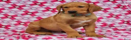 Labrador Retriever dogs for sale: 🩵🩵 2 KC Reg Dark Fox Red Labrador Pups!!🩵🩵  - Advert 9