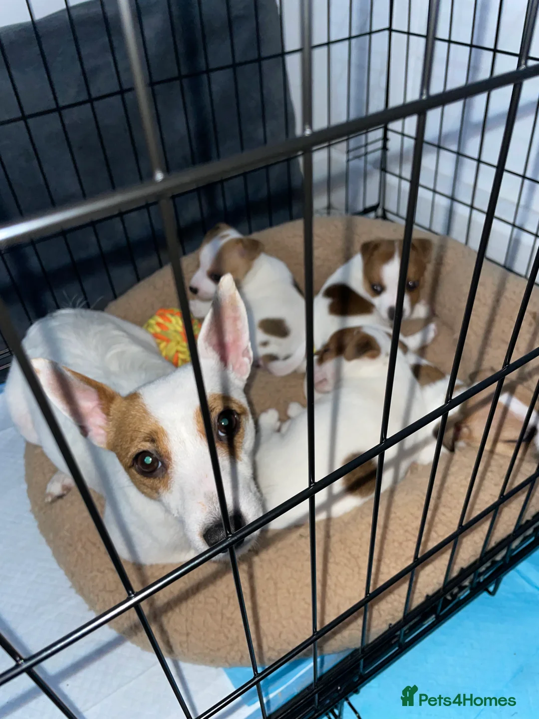 Jack Russell dogs for sale: Jack Russel pups - Advert 2
