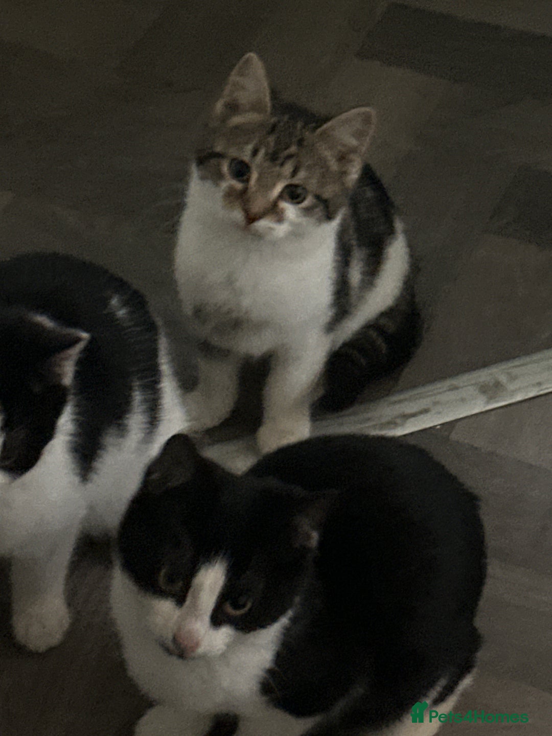 Domestic Shorthair cats for sale: Domestic shorthair kittens - Advert 7