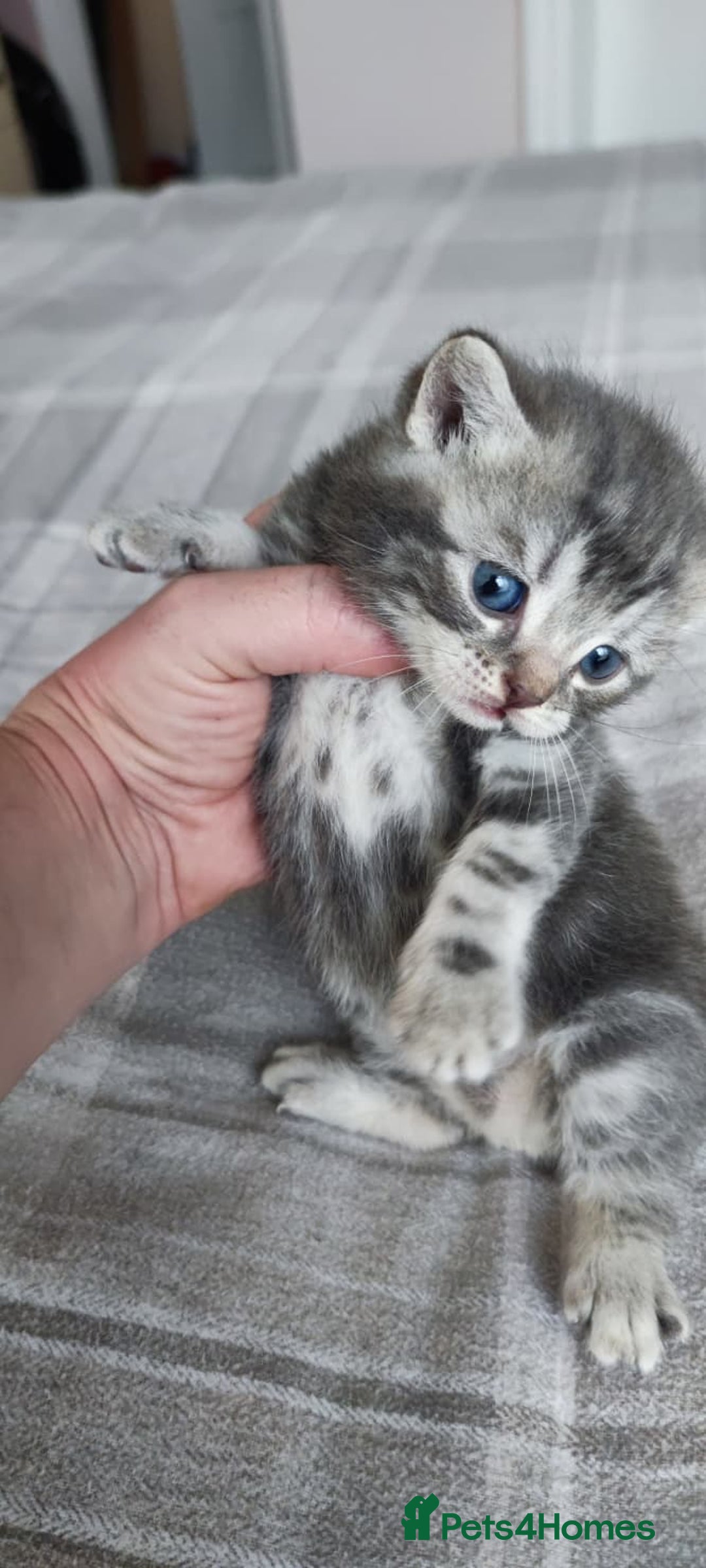 British Shorthair cats for sale: ✨4 Pure BSH Tabby kittens✨ - Advert 5