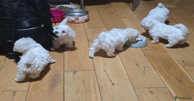 Bichon Frise dogs - Advert 11