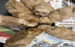 Maltipoo dogs for sale: F1 tiny Maltipoo’s  - Image 8