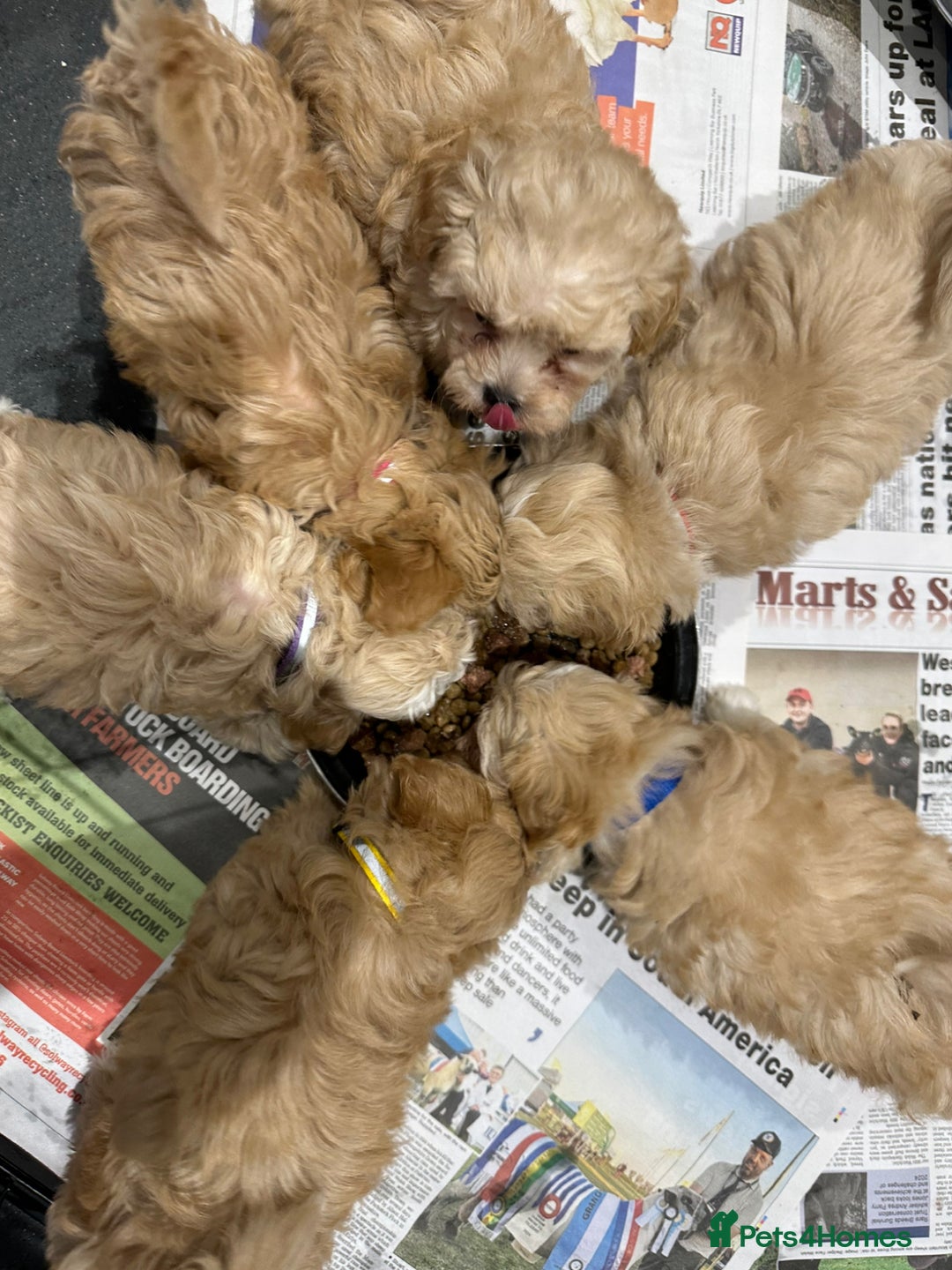 Maltipoo dogs for sale: F1 tiny Maltipoo’s  - Image 8