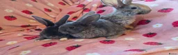 Rex rabbits for sale: Plush mini rex 8 weeks 3 left - Advert 12