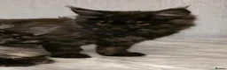 Maine Coon cats for sale: 🩷 Maine coon smokey black girls 🩷 - Advert 10